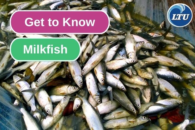 Get to Know Milkfish 